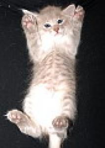 h&Atilde;&curren;nde hoch.jpg