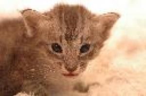 Gizmo.jpg