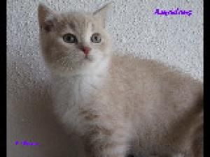 Amadeus 16.jpg