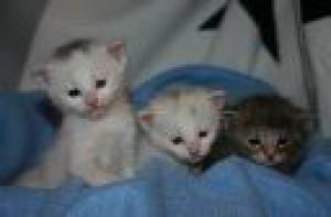 M&Atilde;&curren;dchen 4 wo.jpg